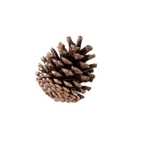 Mountain Pine Cone, Stabilised