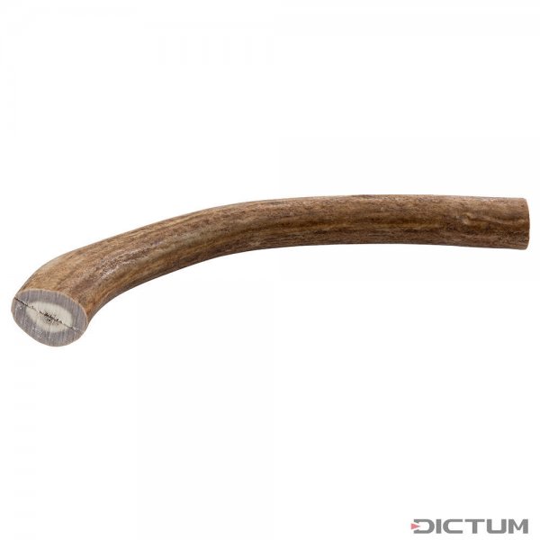 Wycinek z poroża renifera, 131-180 g