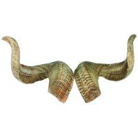 Ram's Horn, Pair
