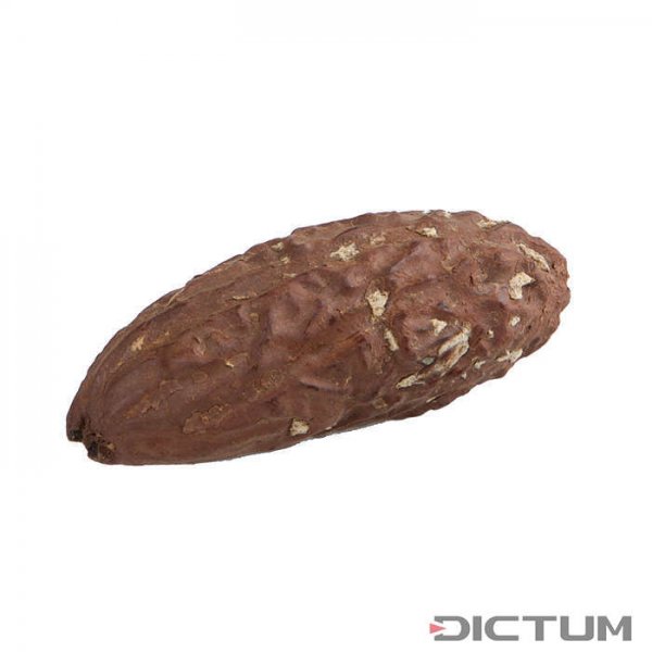 Raffia Palm Nut