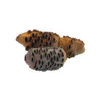 Banksia-Zapfen, Größe 2, 651-1000 g