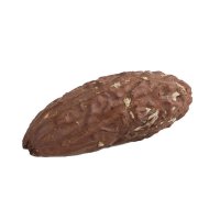 Raffia Palm Nut