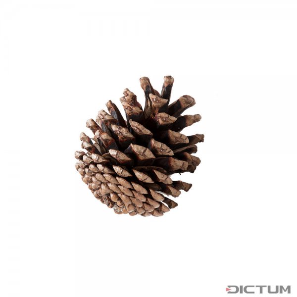 Mountain Pine Cone, Stabilised